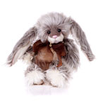 Charlie Bears Coco