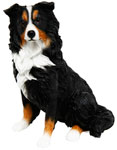 Rough Collie Sitting