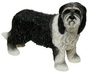 Bearded Collie