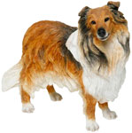 Rough Collie Tan