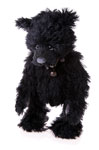 Charlie Bears Mr Pickwick