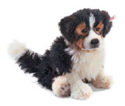 Steiff Jackie The Puppy