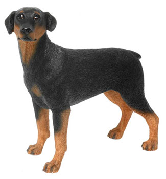 Doberman Pinscher