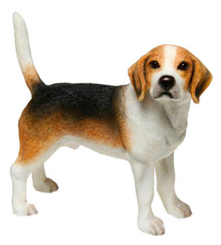 Beagle