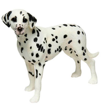 Dalmatian