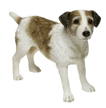 Jack Russell Terrier