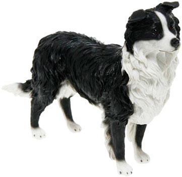 Border Collie Standing