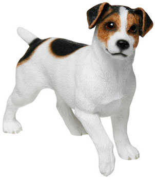 Jack Russell Terrier 1