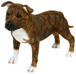 Staffordshire Terrier Brindle