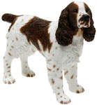 Spinger Spaniel Brown