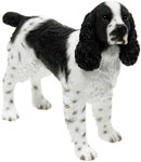 Spinger Spaniel Black