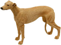 Greyhound Brown or tan