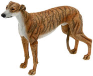 Greyhound Brindle