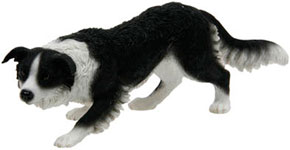 Border Collie Crawling