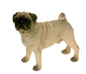 Pug