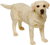 Labrador Retriever Golden
